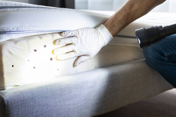 Best Best Pest Control Companies  in Paulding, OH